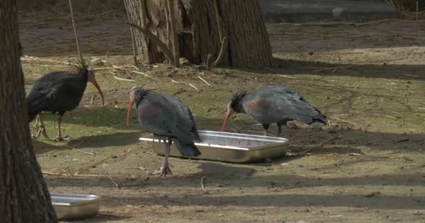 Trois Black Northern Ibis Boivent Dans Bol Aviary Zoo Oiseaux — Video