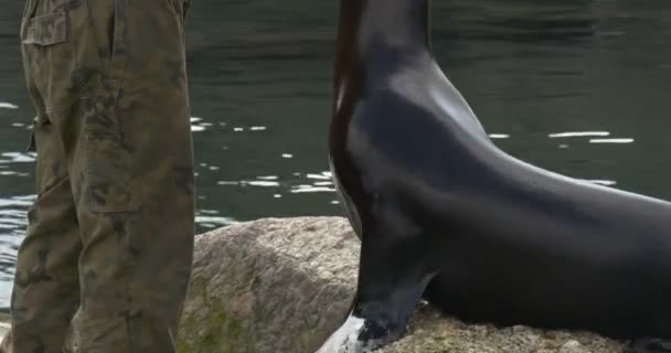 Dělník Zoo Přišel Klece Pod Širým Nebem Mořskému Lvovi Stojí — Stock video