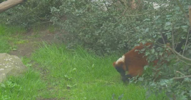 View Afar Red Wolverine Seeking Food Wolverine Explores Something Grass — Stock Video