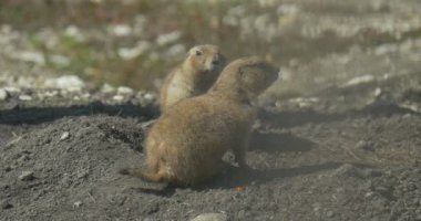 Ground Squirrel Ailesi, Hole 'da Hind Legs' in üstüne oturun. Tünel kazan kemirgenler. Tarlada ya da çölde vahşi yaşam. Girişleri kaplayan küçük toprak yığınları. Avrupalı Souslik, Spermophilus