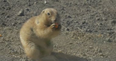 Gopher, dikkat et ve besle, tohumla, mısırla ya da buğdayla besle. Avrupa yer sincabı. Hareketi kapat. Avrupalı Souslik, Spermophilus Suslicus. Sincap Kısa Kıvrık Kuyruğunu Taşır