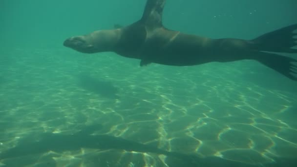 Γενειοφόροι Φώκιες Κολυμπούν Στο Ενυδρείο Του Ζωολογικού Κήπου Αργή Κίνηση — Αρχείο Βίντεο