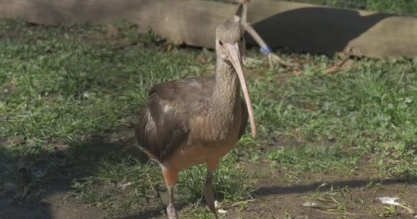 Gray Ibis Flyes Velcí Egyptští Ptáci Zvířata Pokraji Vyhynutí Procházka — Stock video