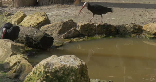 Черные Северные Ибицы Пьют Воду Пленные Птицы Живут Естественной Среде — стоковое видео
