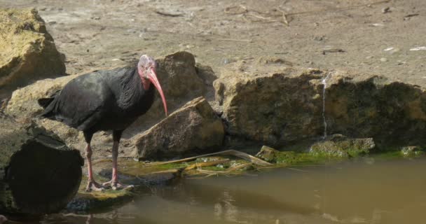 Gros Plan Bald Ibis Drinking Water Pond Standing Stony Bank — Video