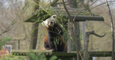 Firefox, Ağaç Dallarında Taze Gençlik Dar Yaprakları Yiyip, Pençesini Bir İnsan Gibi Tutuyor. Ağaçlık Yalnız Hayvan, Tahta Yem 'de Kızıl Panda Oturuyor. Kabarık Çizgili Kuyruklu Hayvan