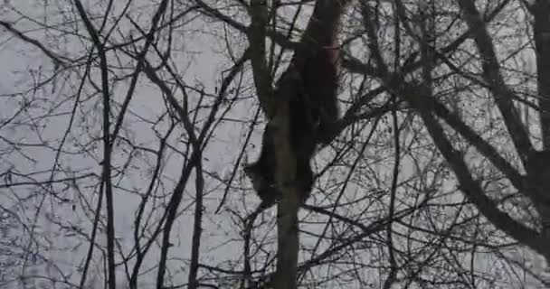 Roter Panda Der Zuerst Vom Baumkopf Absteigt Kahle Baumzweige Silhouetten — Stockvideo