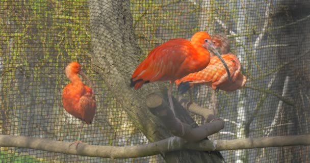 Τρεις Ίμπις Κάθονται Ένα Δέντρο Στην Aviary Και Θηρεύουν Φτερά — Αρχείο Βίντεο