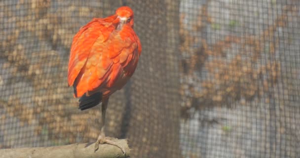 Scarlet Ibis Stojí Jedné Noze Spí Cele Zoo Pták Jasně — Stock video