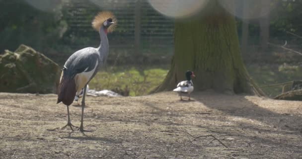 Mallards Green White Drakes Grey Crowned Crane Bedreigde Vogel Met — Stockvideo