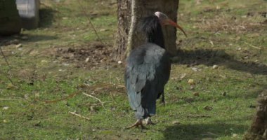 Meadow 'daki Bald Ibis' in arkasını kapatın. Black Northern Ibis İlkbaharda Ağaçlar Arasında Çimlerin Arasında Yürüyerek Besleniyor. Doğal Kuş Yaşam Alanı, Kuşhane. Kısır 'da Göçmen Kuş Bulundu