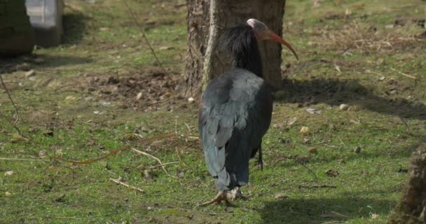 Meadow Daki Bald Ibis Arkasını Kapatın Black Northern Ibis Lkbaharda — Stok video