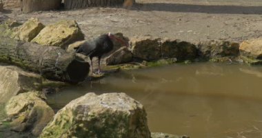 Esir Kuşlar, Kızıl Gagalı Siyah Kuzey Ibises Su İçmeye Gelen Kuşlar Doğal Yaşam Alanında Yaşıyorlar. Hayvanat Bahçesi 'ndeki Stony Bank veya Bataklık' ın yanında ayakta ve yürüyorum.