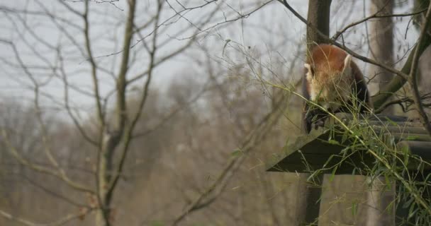 Mid Shot Hungry Red Panda Feeding Eating Fresh Juvenile Leaves — Vídeo de Stock