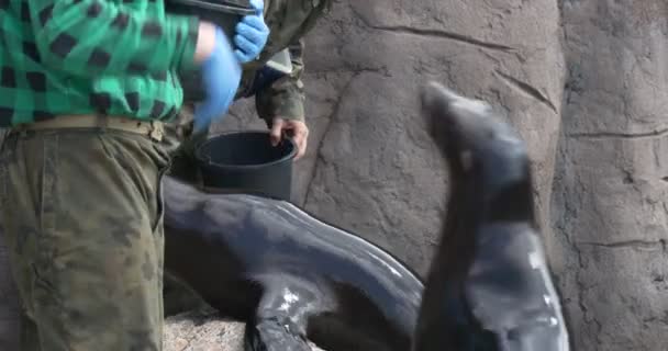 Worker Zoo Cleans Teeth Sea Lion Process Uses Tooth Brush — Stock Video