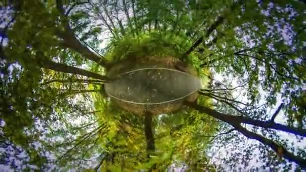 360 Градусів Панорама Дороги Прекрасному Лісі — стокове відео