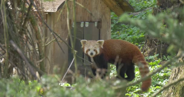 Primer Plano Del Panda Rojo Con Bozal Blanco Cámara Firefox — Vídeo de stock