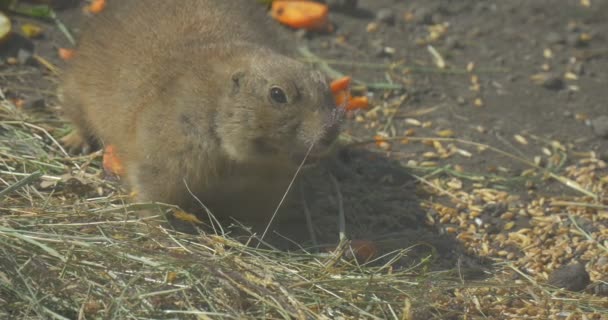 Small European Ground Gopher Stands All Fours Naast Een Trough — Stockvideo