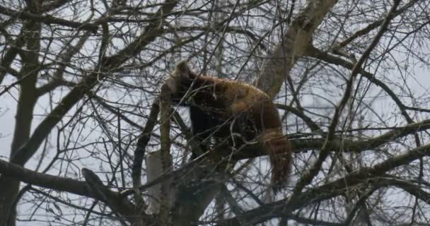 红熊猫 暮色中的火狐 蓝天背景 毛茸茸的带尾巴的树栖独居动物在春天黄昏的动物园里 裸树分枝后面的动物 — 图库视频影像