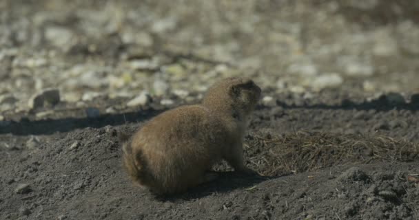 Erdhörnchen Auf Sandigem Boden Loch Nagetiere Graben Tunnel Wildtiere Feld — Stockvideo