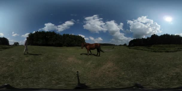 360Vr Vídeo Homem assustado caminha em torno do cavalo olhando para o animal que está ensolarado no dia ensolarado em um turista curioso de campo na fazenda Townsman na paisagem rural — Vídeo de Stock