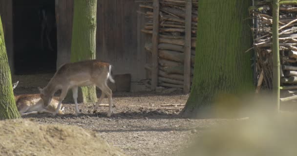 Fawns Deer Cubs Grazen Samen Schudden Hun Staart Snuffelen Aan — Stockvideo