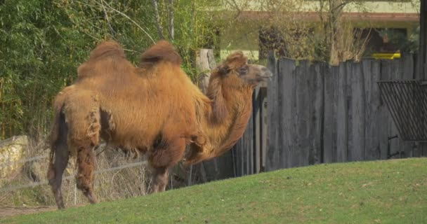 Mid Shot Bactrian Camel Piedi Green Meadow Long Fur Ondeggia — Video Stock