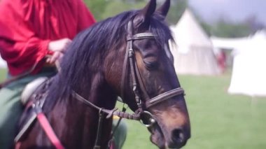 Sakin kahverengi at binici alanda taşır.