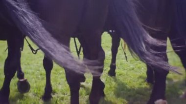 Genç bir at sürüsü