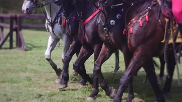 Egy nagy csoport a lovakat megy előre — Stock videók