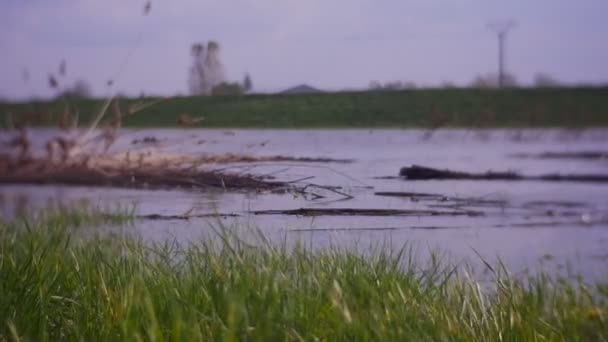 Зелена трава росте поблизу березі річки — стокове відео