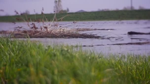 Un gran nido de aves en un centro de un lago — Vídeo de stock