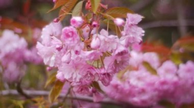 bir Japon Cherry Blossom sezon başında
