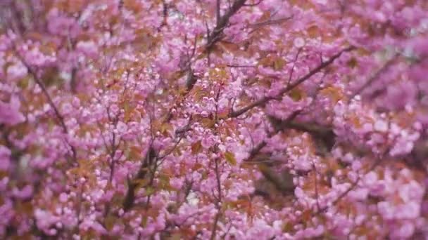 Uma bela árvore rosa em um parque infantil — Vídeo de Stock