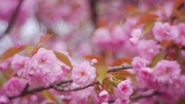 bir kiraz çiçeği sezon sonu