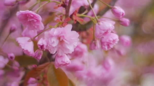 Docemente cheirando flores de cerejeira — Vídeo de Stock