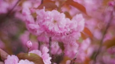 Genç yapraklar ve dallar ağacın pembe çiçekler