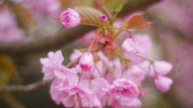 Çiçekleri kiraz, filme yakın çekim.