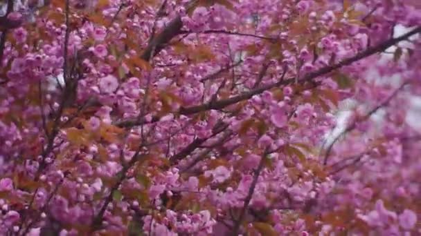 Fleurs roses chics sur les branches d'un jeune arbre 