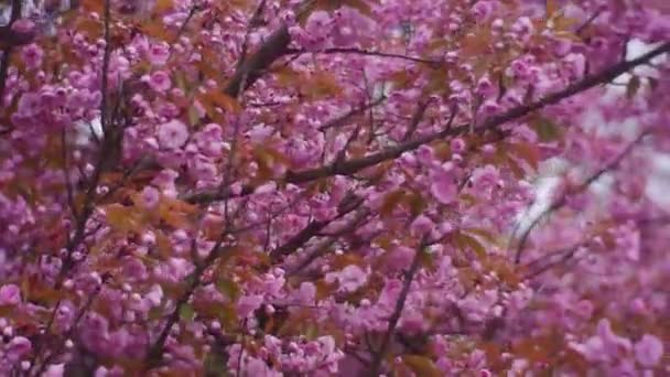 Elegantes flores rosadas en las ramas de un árbol joven — Vídeo de stock