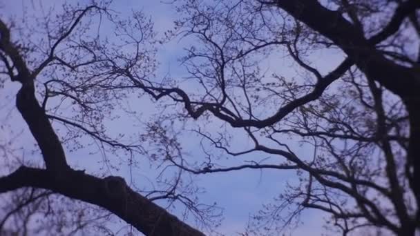 Rami di albero senza foglie contro il cielo blu — Video Stock