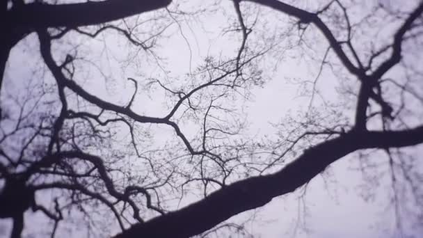Ветви векового дерева на фоне неба — стоковое видео