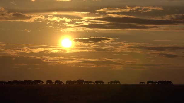 Horses walking by themselves in the field. — Stock Video