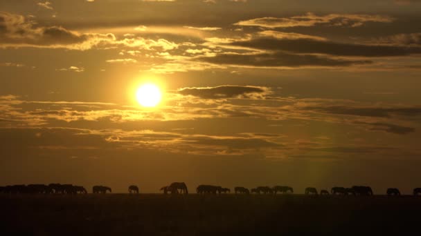 Horses graze in a field at sunset. — Stock Video