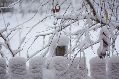 dalları, ağaçlar karda