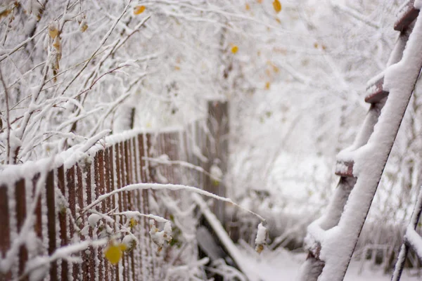 Takken, bomen in de sneeuw — Stockfoto