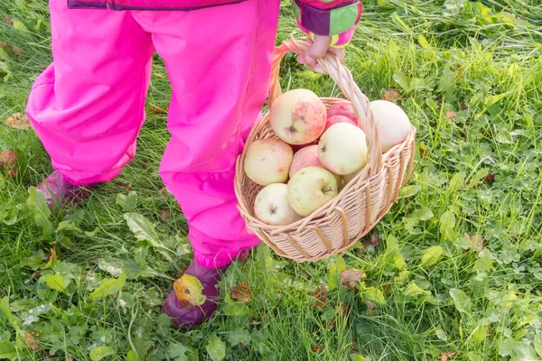 แอปเปิ้ลในตะกร้า — ภาพถ่ายสต็อก