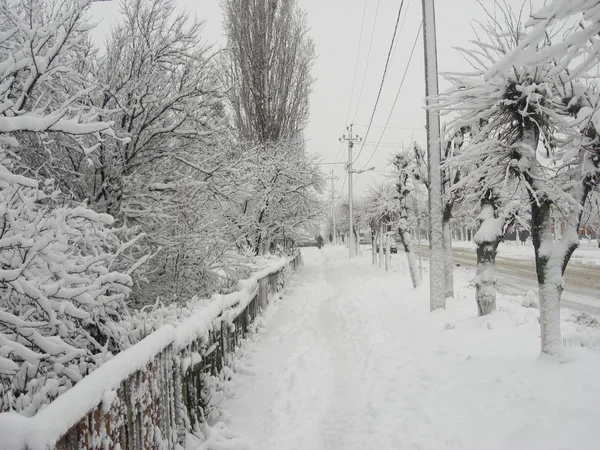 Route non traitée avec arbre chargé de neige — Photo