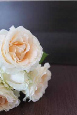 güzel krem gül, güzellik