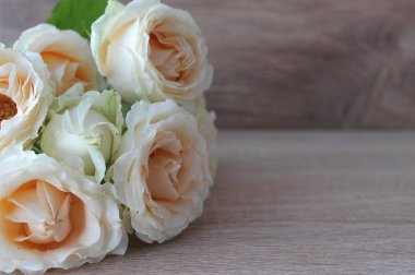 güzel krem gül, güzellik